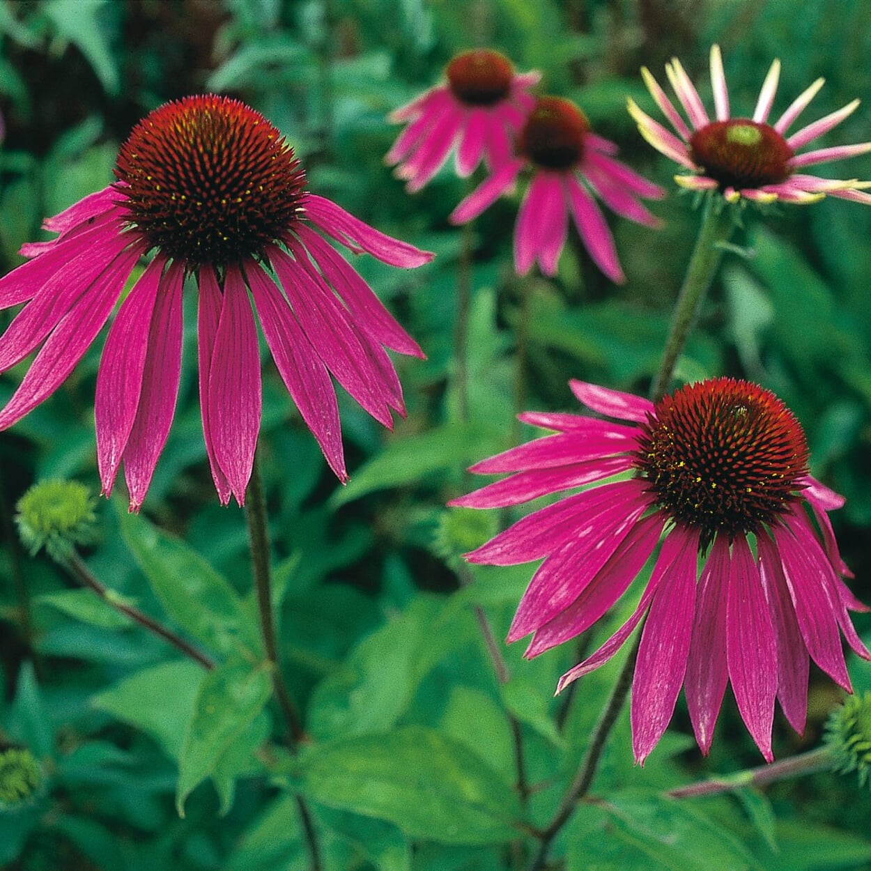Blumensamen 'Stauden und zweijährige Blumen für den Bauerngarten