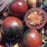 Graines de légumes Tomates de toutes les couleurs