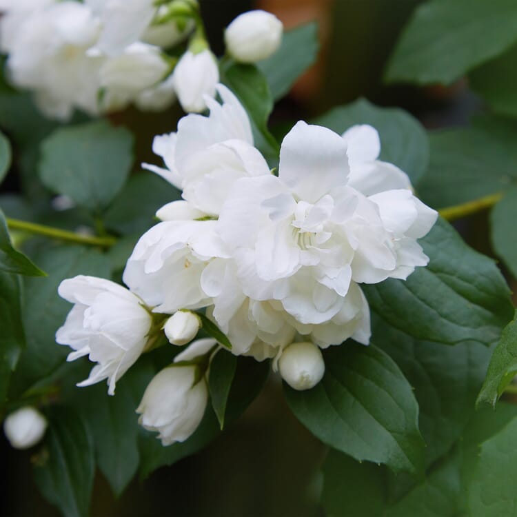 Jasmin des champs 'Tempête de neige