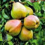 Herbstbirne 'Vereinsdechantsbirne' Hochstamm