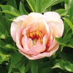 Pivoine 'Callies Memory