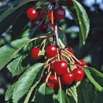 Strauchkirsche 'Rotes Wunder'