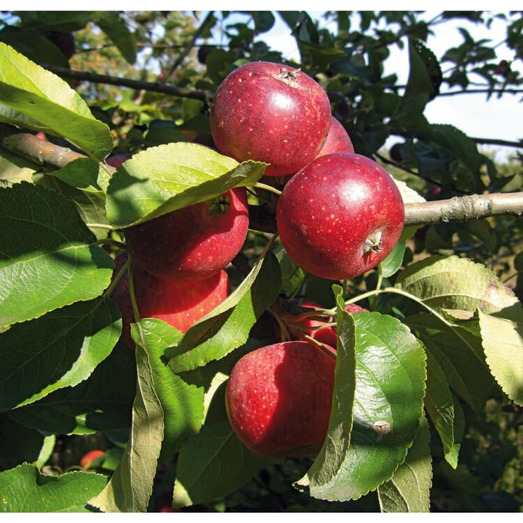 Pomme d'automne 'Apfelberger Zuckeräpfelchen