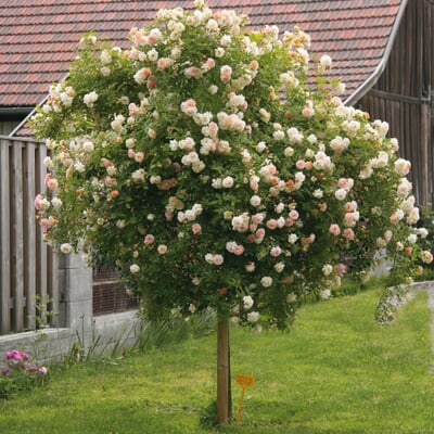 manufactum Kaskadenrose 'Ghislaine de Féligonde'