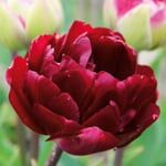Blumenzwiebeln Tulpe 'Uncle Tom'
