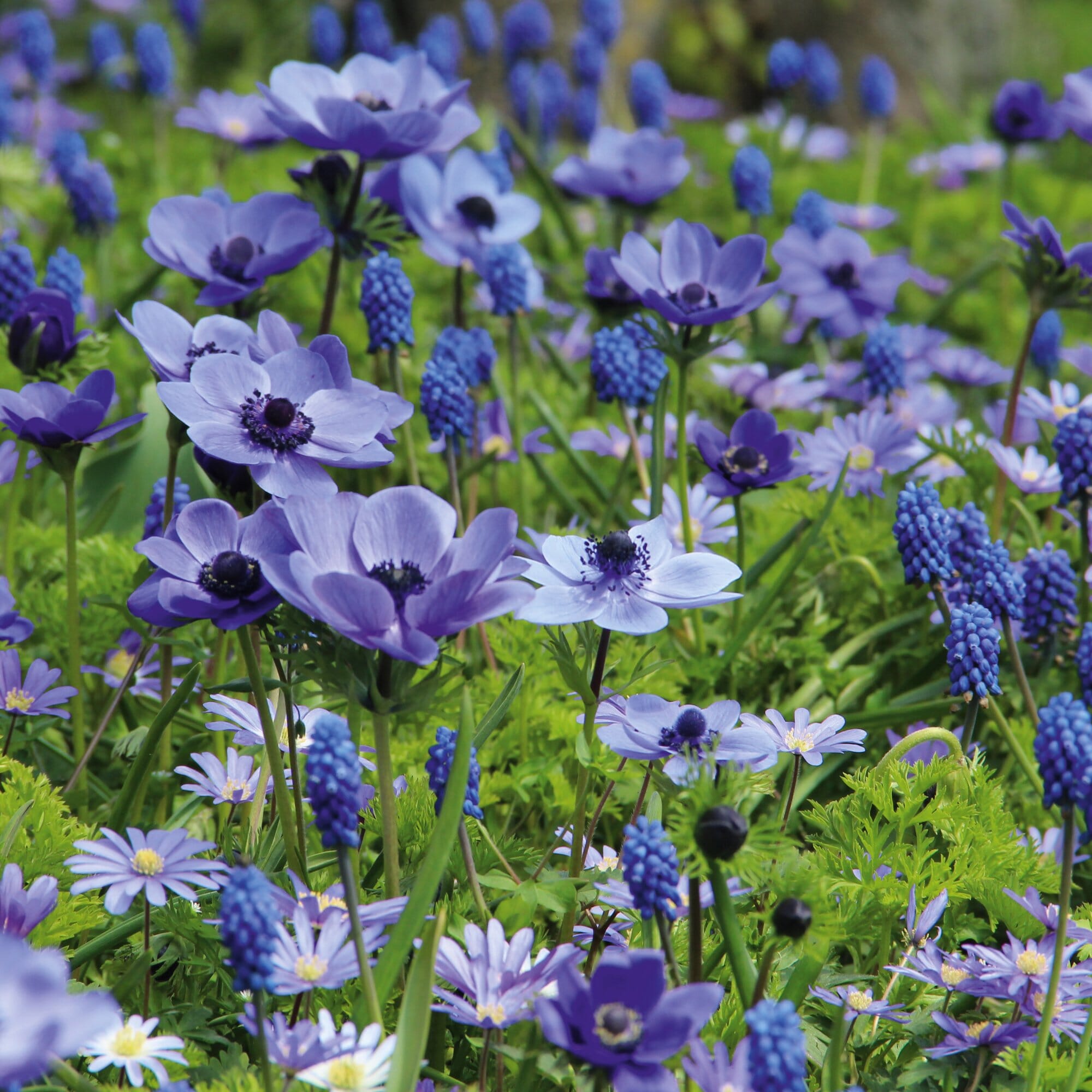 Blumenzwiebeln Blaue Manufactum | Blumenzwiebelmischung