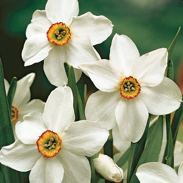 Bulbes à fleurs Narcisse des poètes 'Ornatus