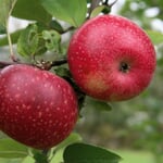 Winterapfel 'Rote Sternrenette' Hochstamm