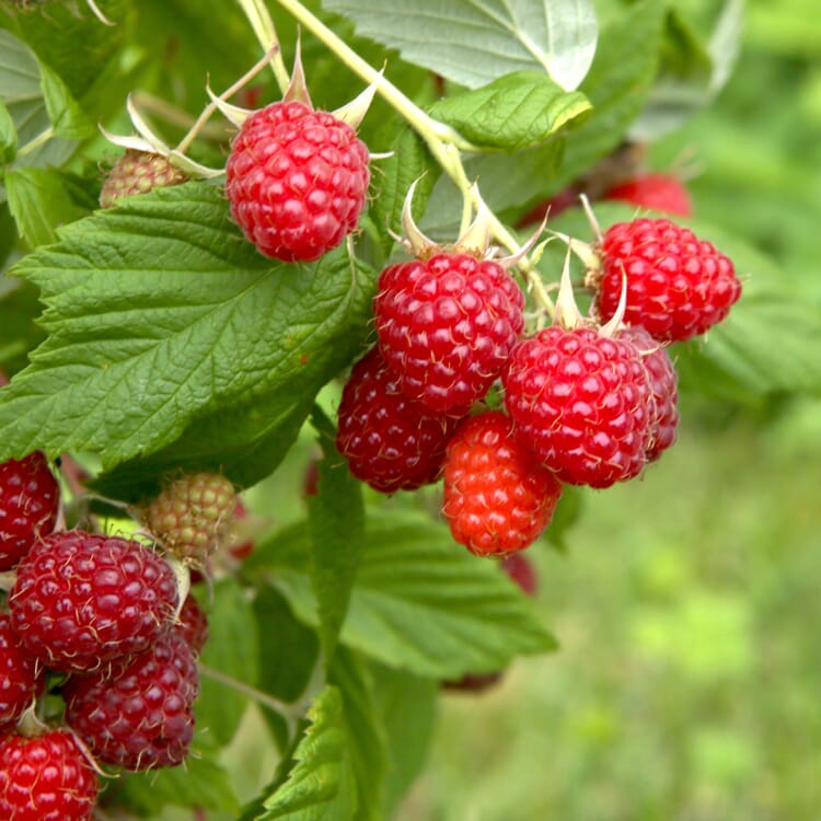 Arbuste à baies framboisier 'Korbfüller' (remplisseur de panier)