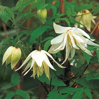 manufactum Sibirische Alpenwaldrebe 'Albina Plena' Kostenloser Versand | Haus & Garten