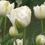 Blumenzwiebeln Päonienblütige Tulpe 'Mount Tacoma'