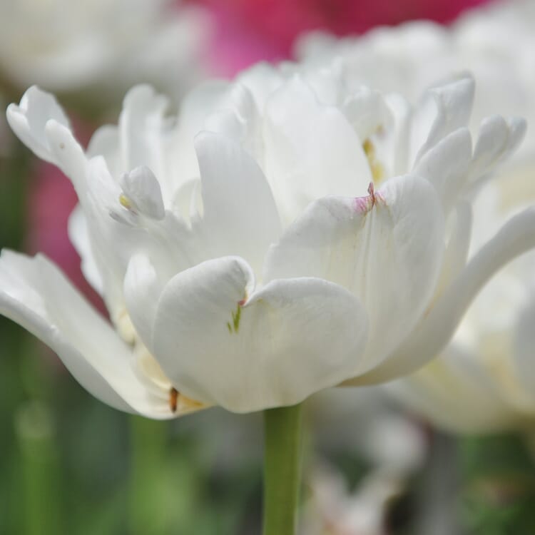 Bulbes à fleurs Tulipe à fleurs de pivoine 'Mount Tacoma