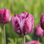 Bulbes de fleurs Tulipe de Rembrandt 'Columbine