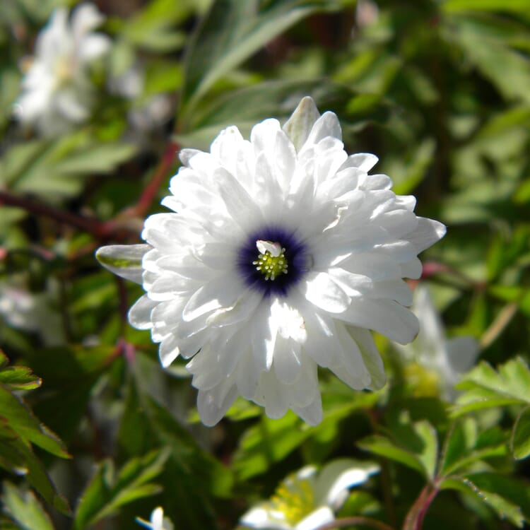 Blumenzwiebeln Buschwindröschen 'Blue Eyes'