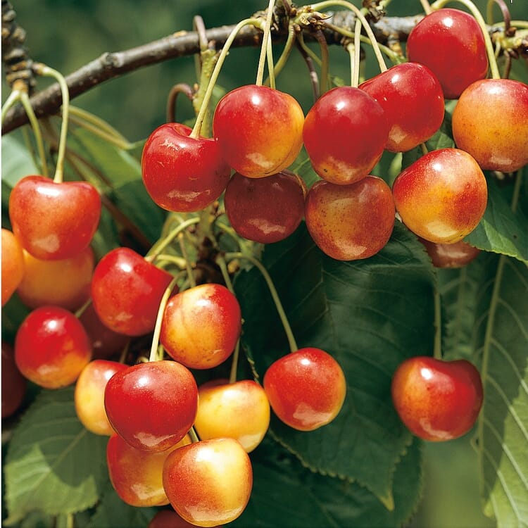 Arbre fruitier cerisier doux (2 variétés)