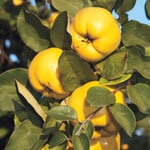 Arbuste fruitier 'Coing à pomme de Constantinople Demi-tige