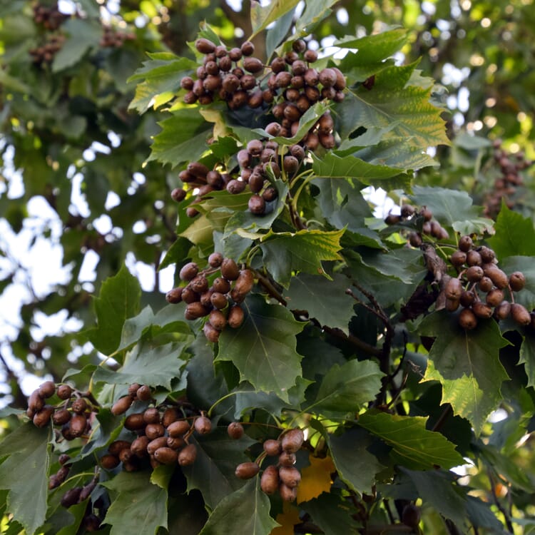 Robuste Obstbäume kaufen Manufactum