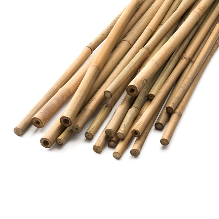 Tiges de bambou
