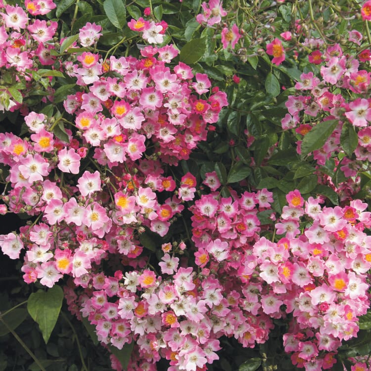 Ramblerrose Maria Lisa (Rosa Multiflora-Hybride)