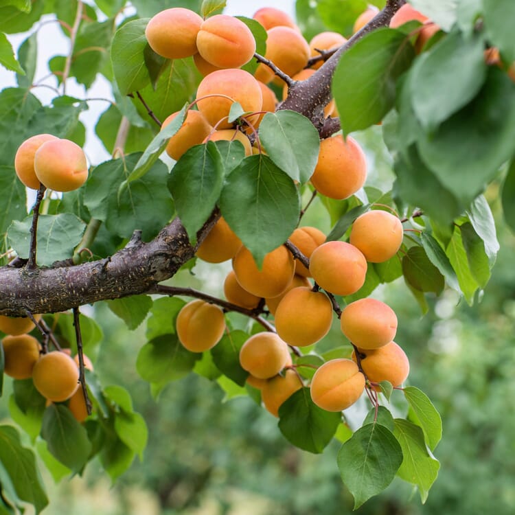 Arbres fruitiers Abricot 'Luizet