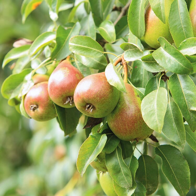 Sommerbirne 'Petersbirne', Halbstamm