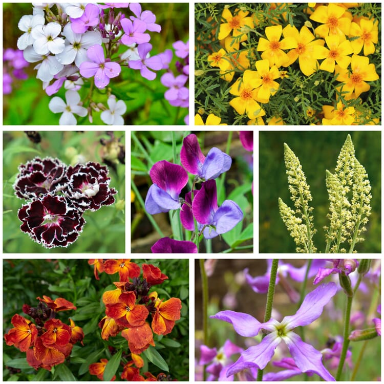 Graines de fleurs Fleurs parfumées