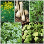 Graines de légumes 'Herbes d'hiver