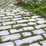 Mélange de graines de fleurs pour joints de pavés