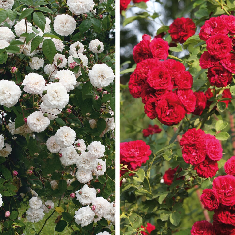 Ramblerrosen | Manufactum