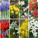 Blomsterløg Duftende løg