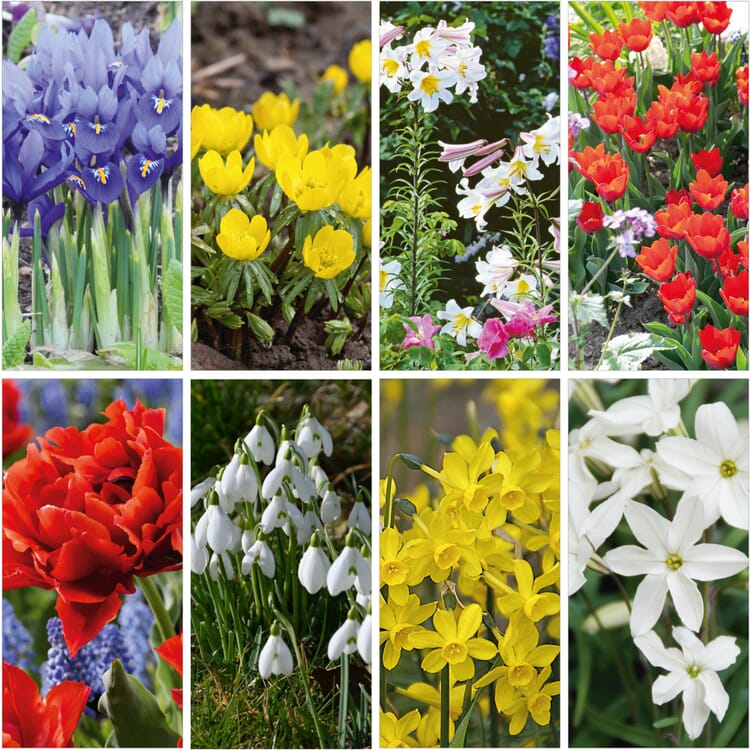 Blomsterløg Duftende løg