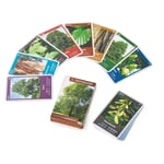 Quartett nature : arbres indigènes Arbres à feuilles caduques