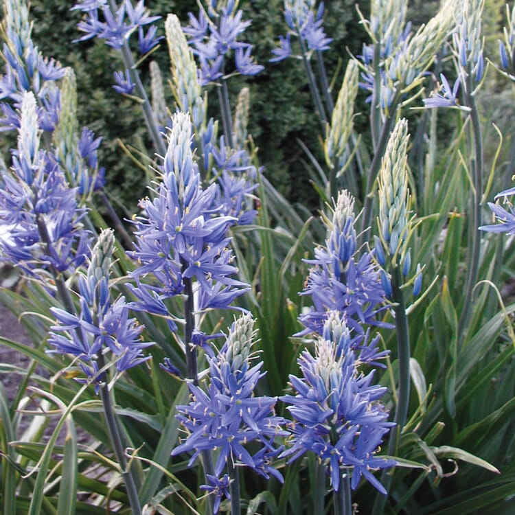 Oignons à fleurs Lis de prairie 'Blue Candle