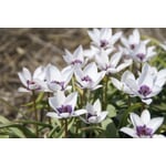 Blumenzwiebeln Zwergtulpe 'Alba Caerulea Oculata'