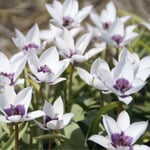 Bulbes à fleurs Tulipe naine 'Alba Caerulea Oculata