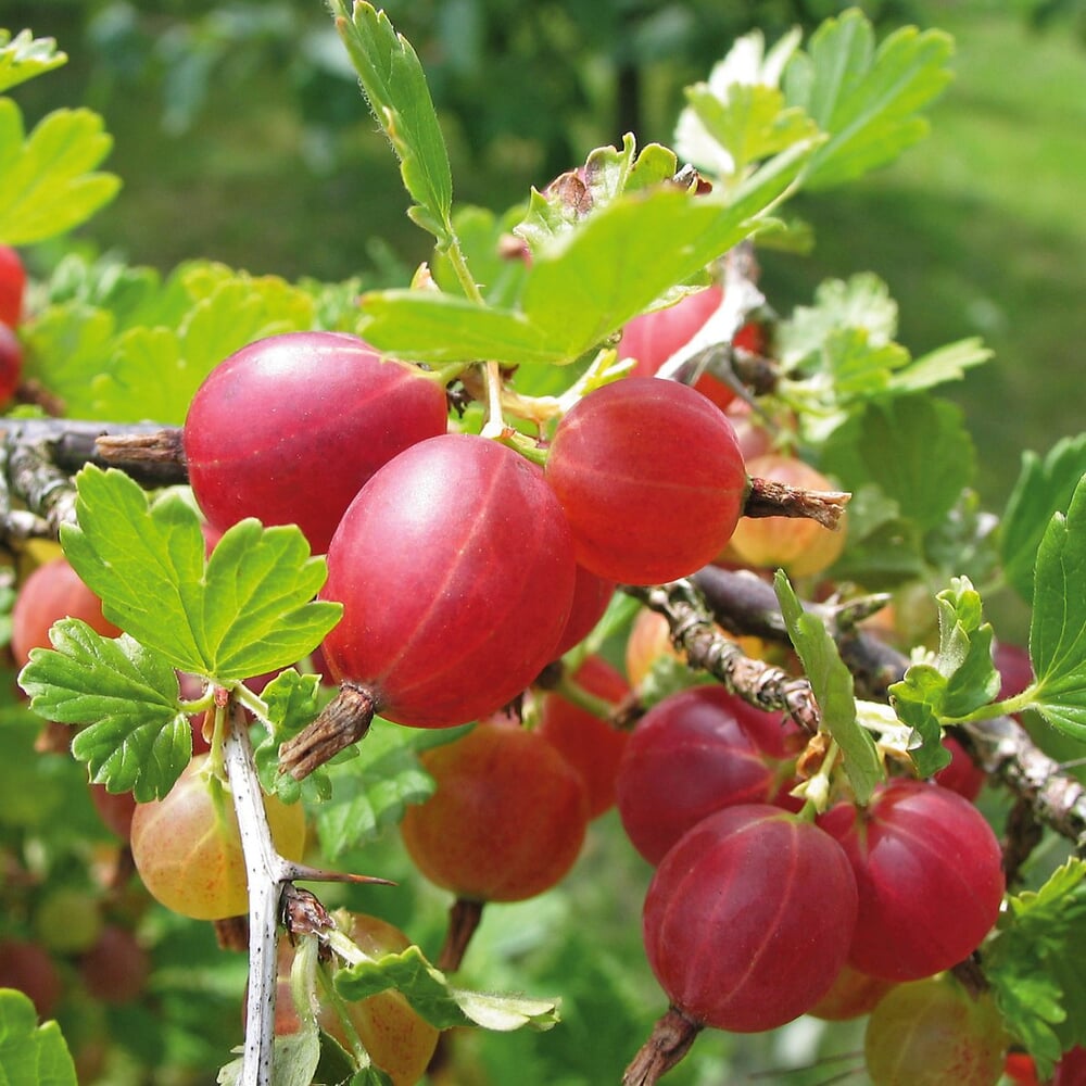 Beerenstrauch Stachelbeere 'Captivator' Manufactum
