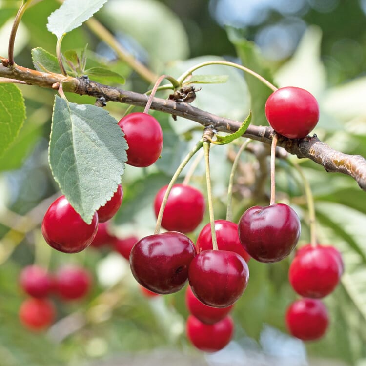 Arbuste fruitier Cerisier acide 'Hongrois en grappe