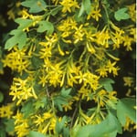 Obstgehölz 'Goldjohannisbeere'