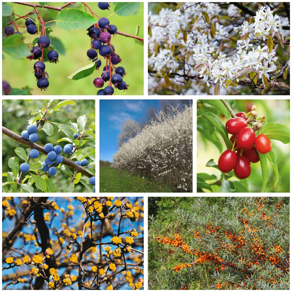 Obstgehölze & Wildobstgehölze kaufen Manufactum