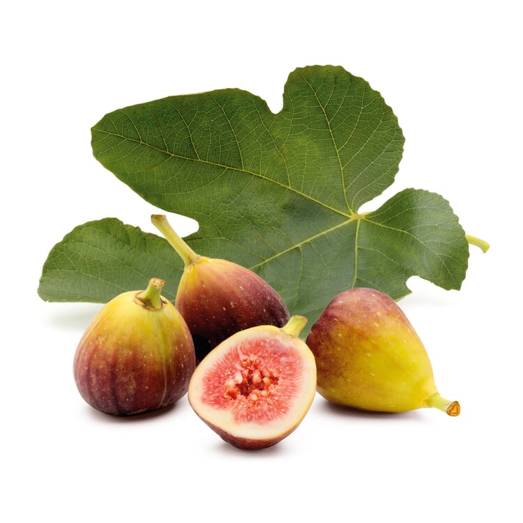 Obstgehölz 'Pfälzer Fruchtfeige' Manufactum