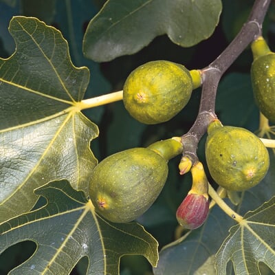 Obstgehölz 'Pfälzer Fruchtfeige' Manufactum