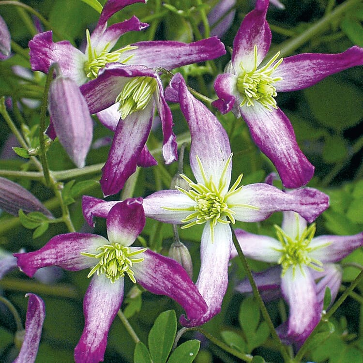Mandelwaldrebe 'Rubromarginata'
