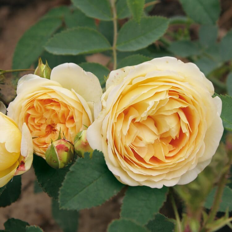 Rose romantique 'Felidae