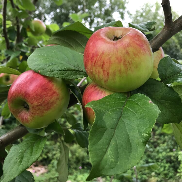 Herbstapfel 'Prinz Albrecht von Preußen', Halbstamm