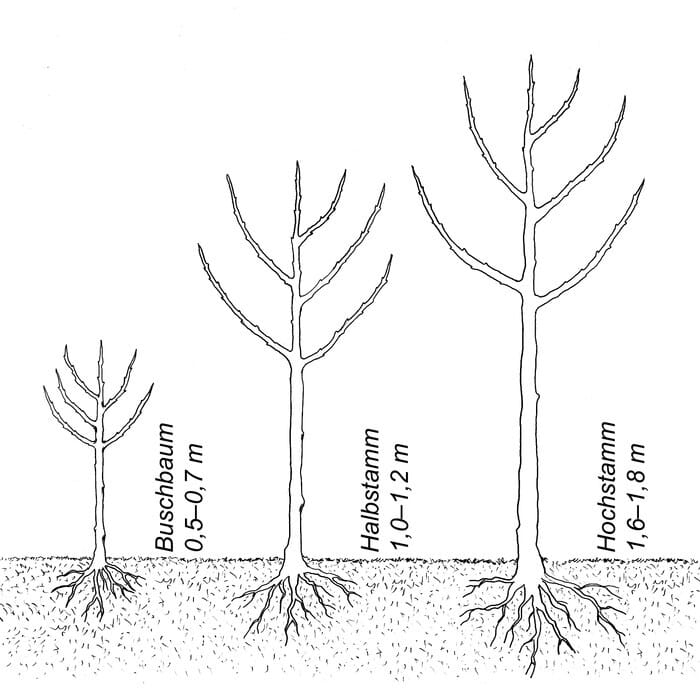 Apfelbaum Prinz Albrecht Von Preußen - Buschbaum 110-140cm Im 7,5L Topf Unterlage M9