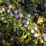Obstgehölz Wildpflaume 'Zibarte'