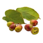 Obstgehölz 'Bayern-Kiwi'