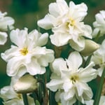 Bulbes à fleurs Narcisse des poètes 'Albus Plenus Odoratus