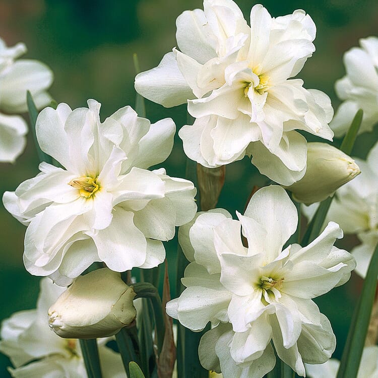 Bulbes à fleurs Narcisse des poètes 'Albus Plenus Odoratus