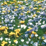 Blumenzwiebeln Krokus-Mischung